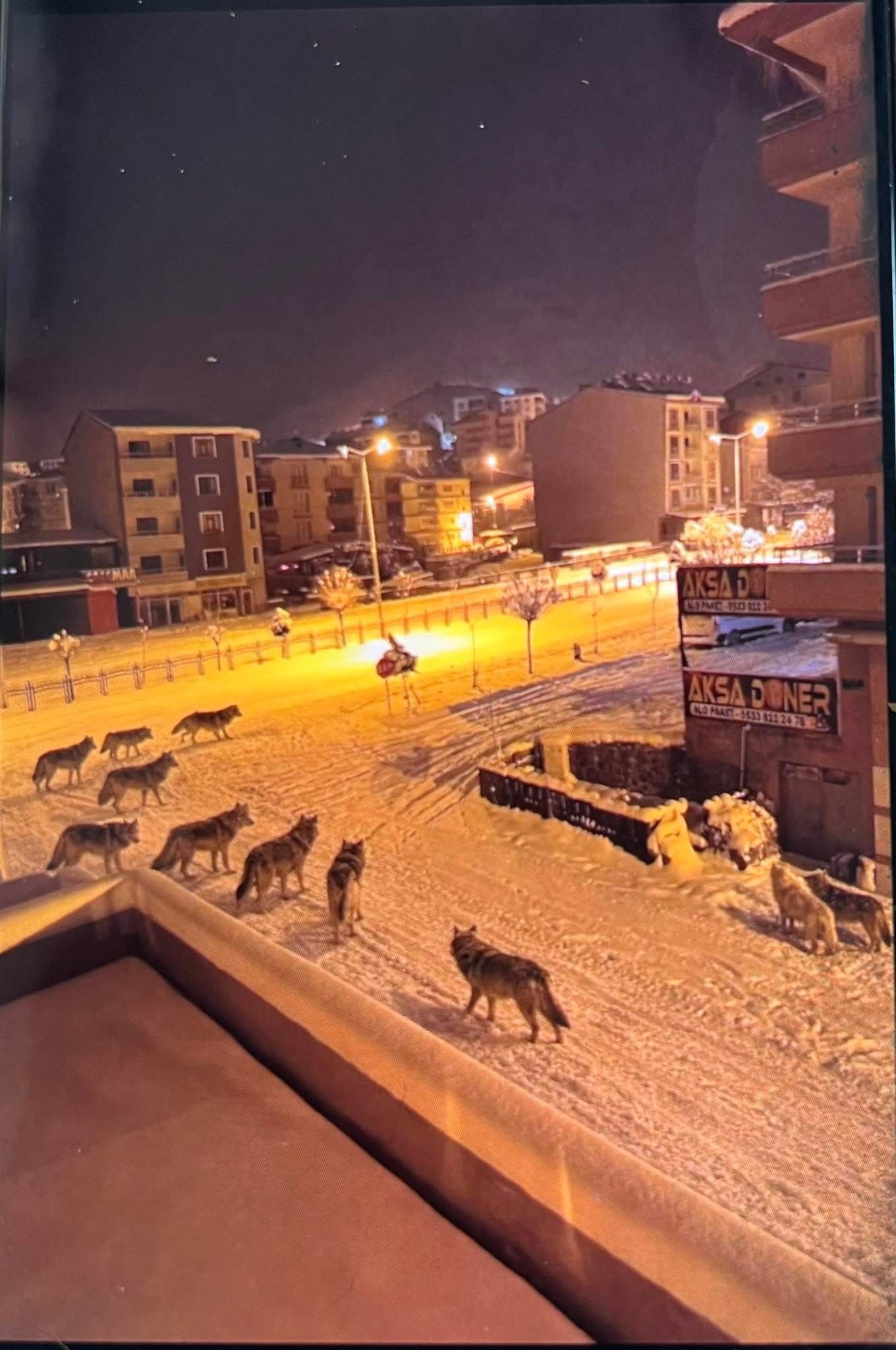 51F4C22B A9C2 4676 Acb4 A992D65C7932