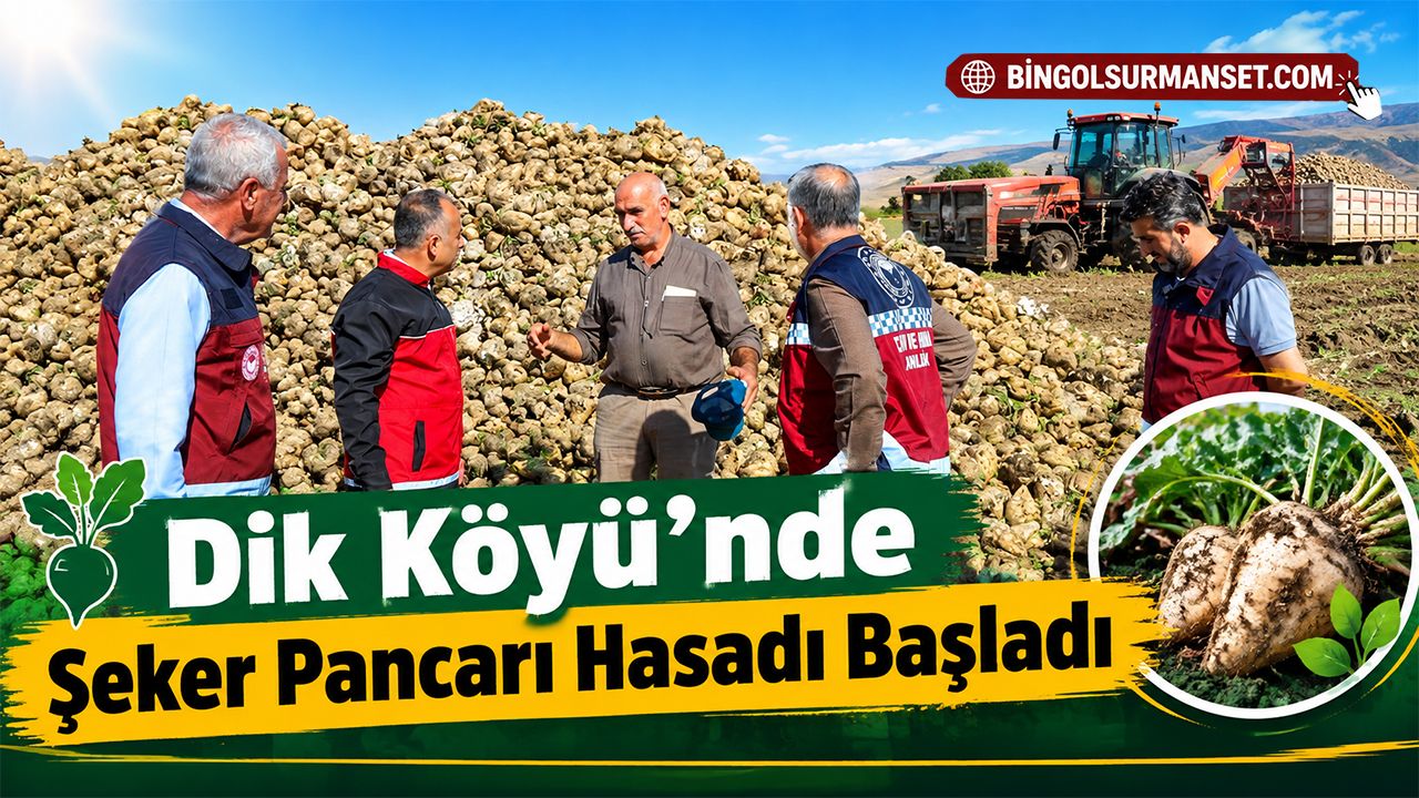 Dik Köyü’nde Şeker Pancarı Hasadı Başladı