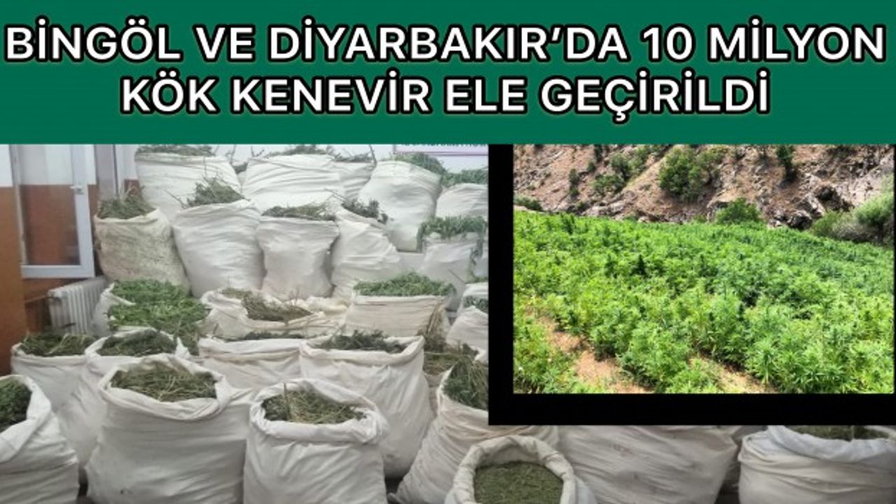 Bingöl ve Diyarbakır’da 10 Milyon Kök Kenevir