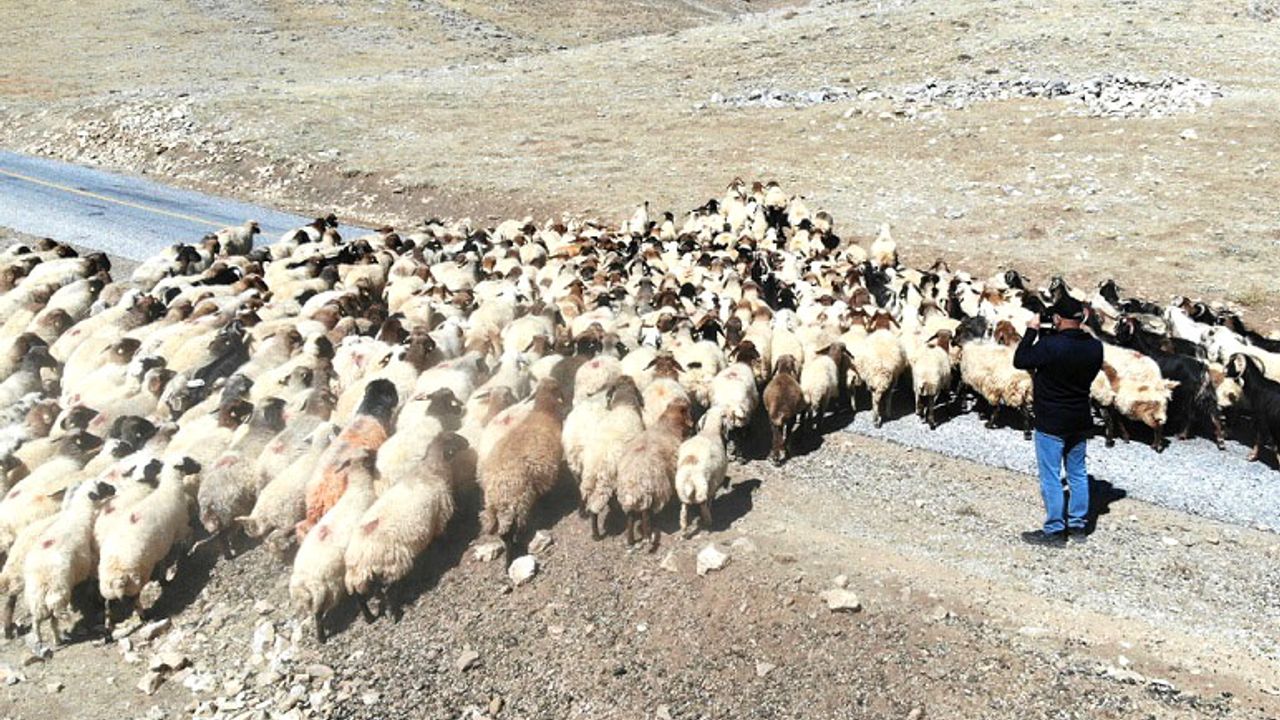 Çobanlık Kursu Düzenlenecek