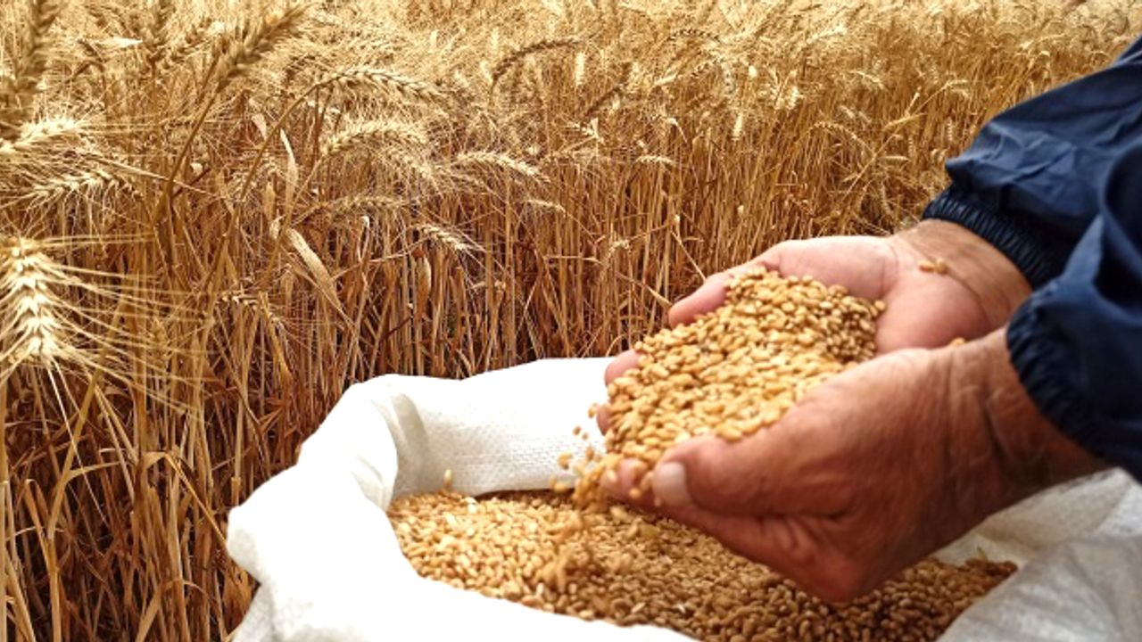 Yüzde 50 Hibe İle Sertifikalı Buğday Tohumu Dağıtılacak