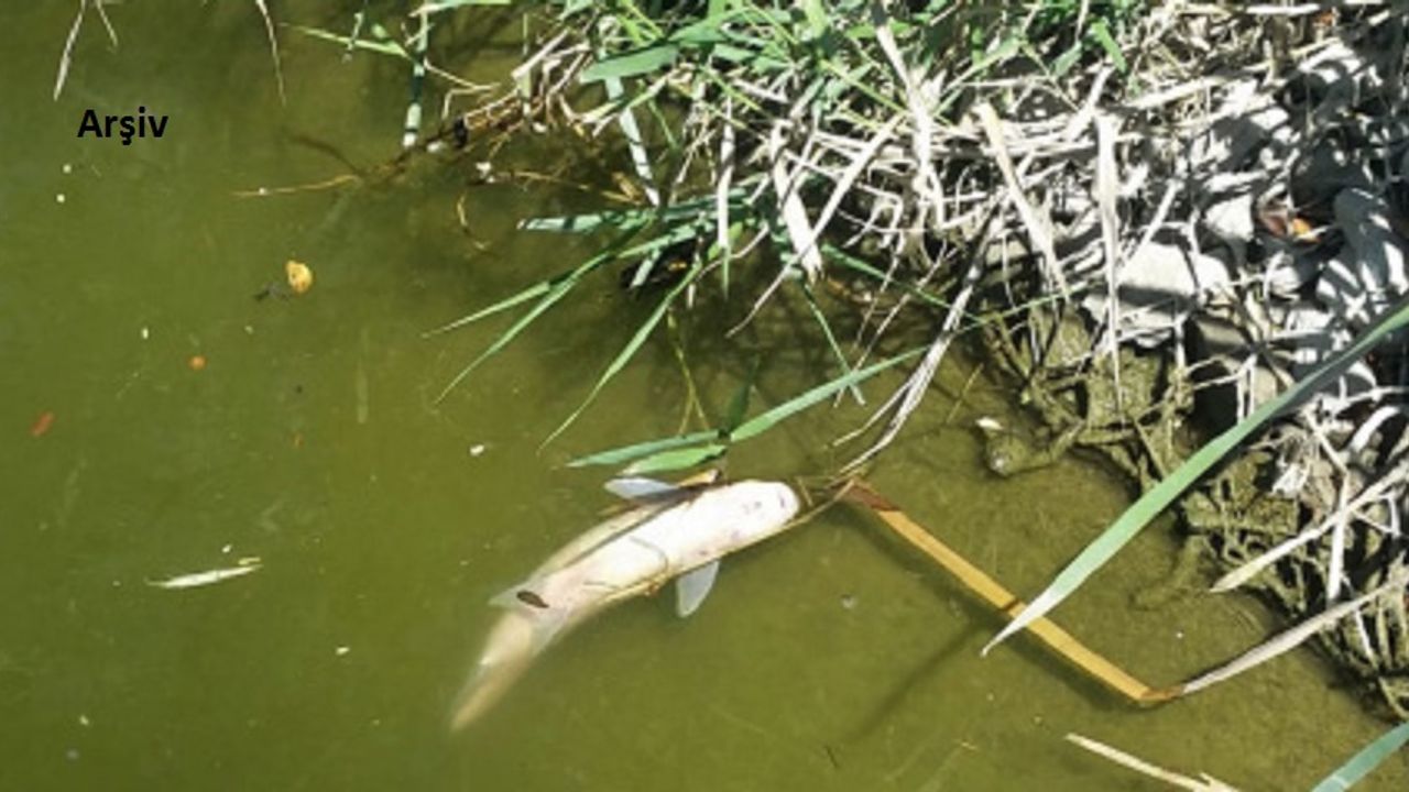 Balık Ölümleri Açıklaması: “Arıtmaya Giden Kanalizasyon Hattı Tıkanmış”