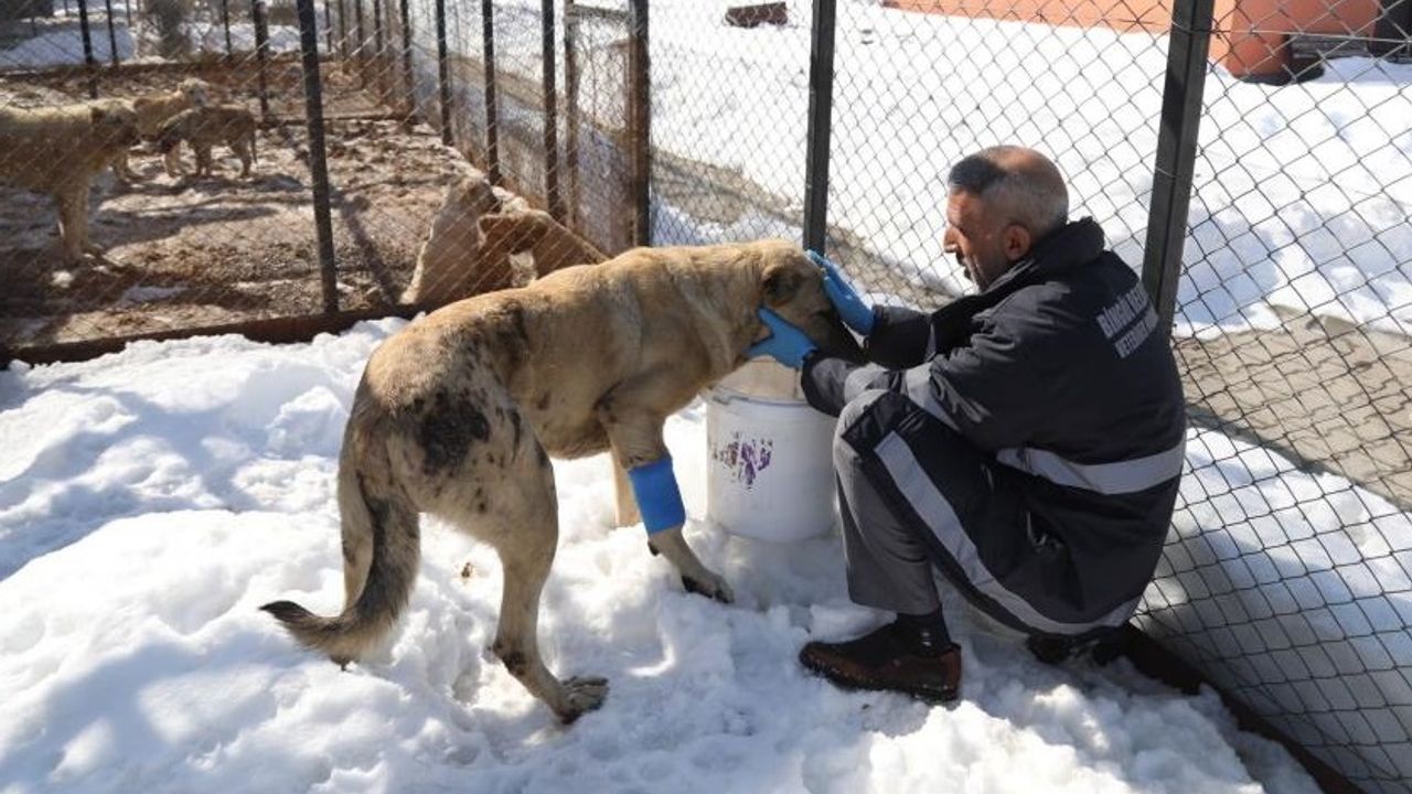 Bingöl’de Hasta ve Yaralı Köpek, Tedavi Altına Alındı