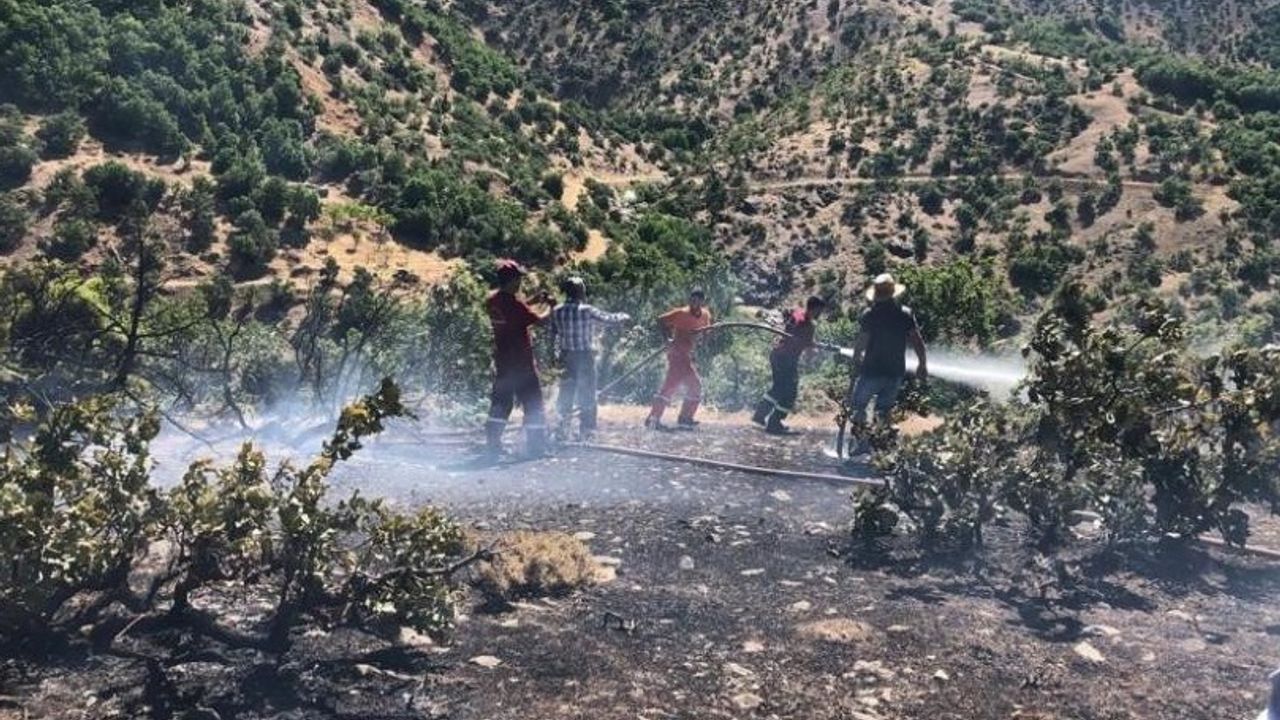 Bingöl'de Ormanlık Alanda Korkutan Yangın