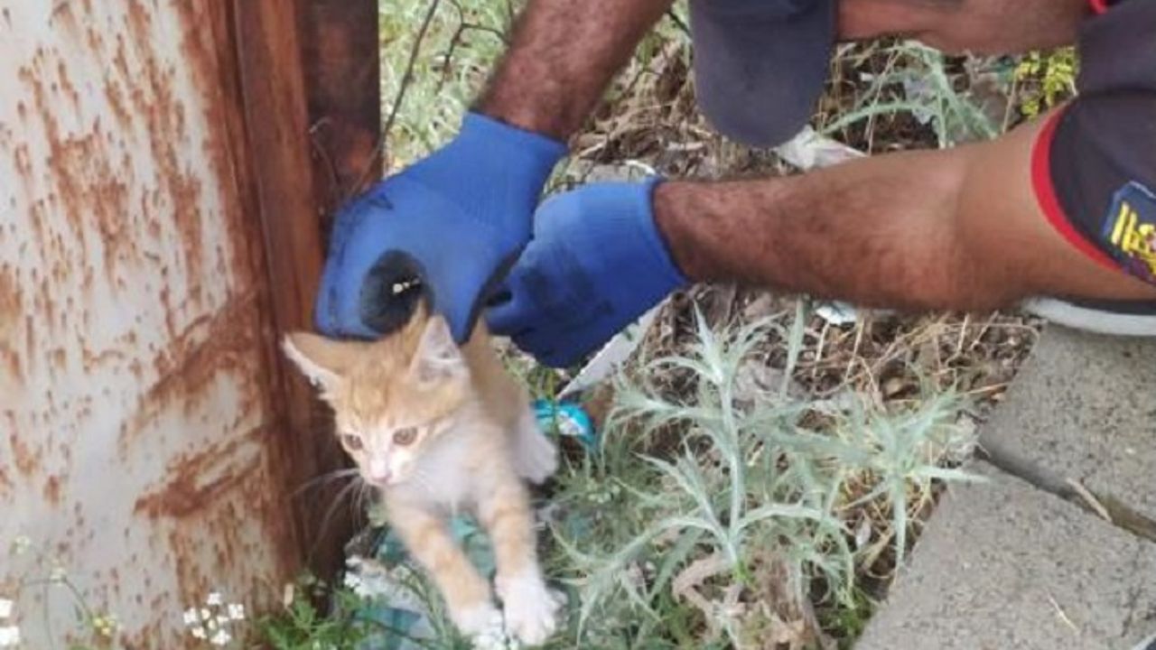 Bingöl’de Tellere Sıkışan Yavru Kediyi İtfaiye Kurtardı