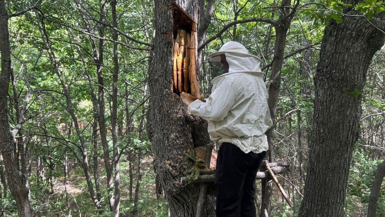 'Bal Avcıları' Arı Takibi Yaparak Doğal Bala Ulaşıyor