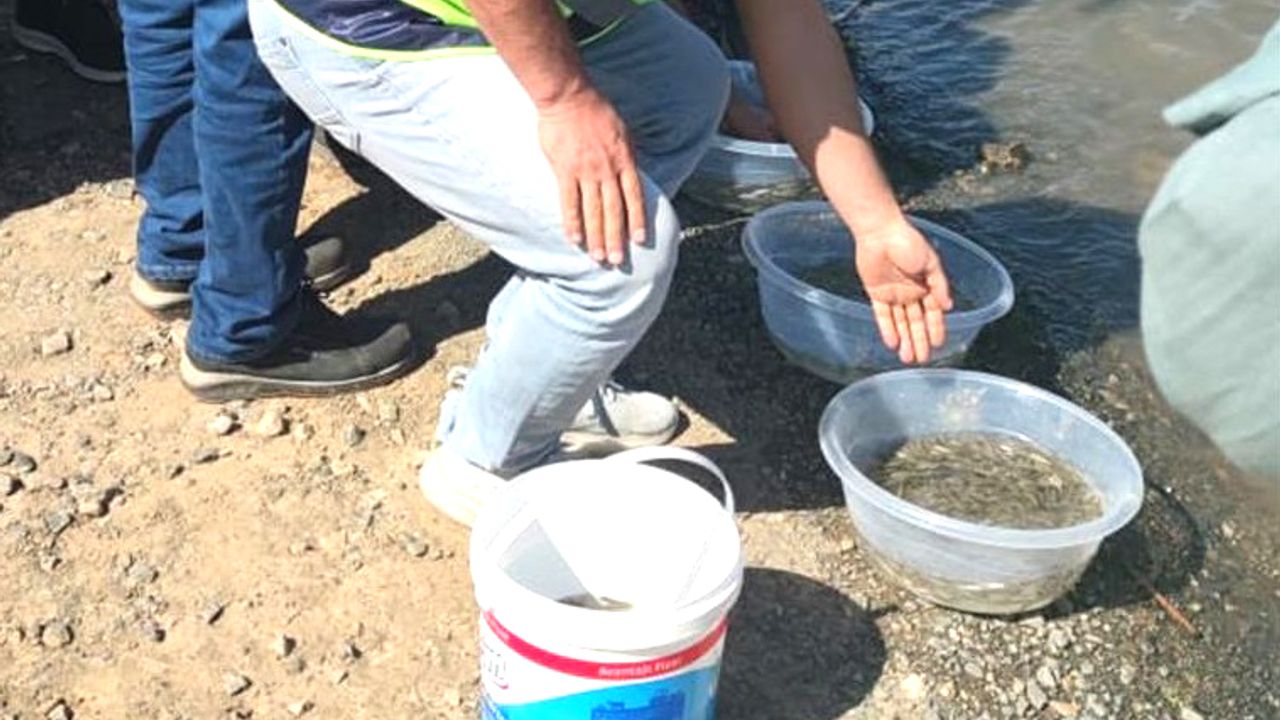 Yavru Siraz Balıkları Baraj Gölüne Bırakıldı