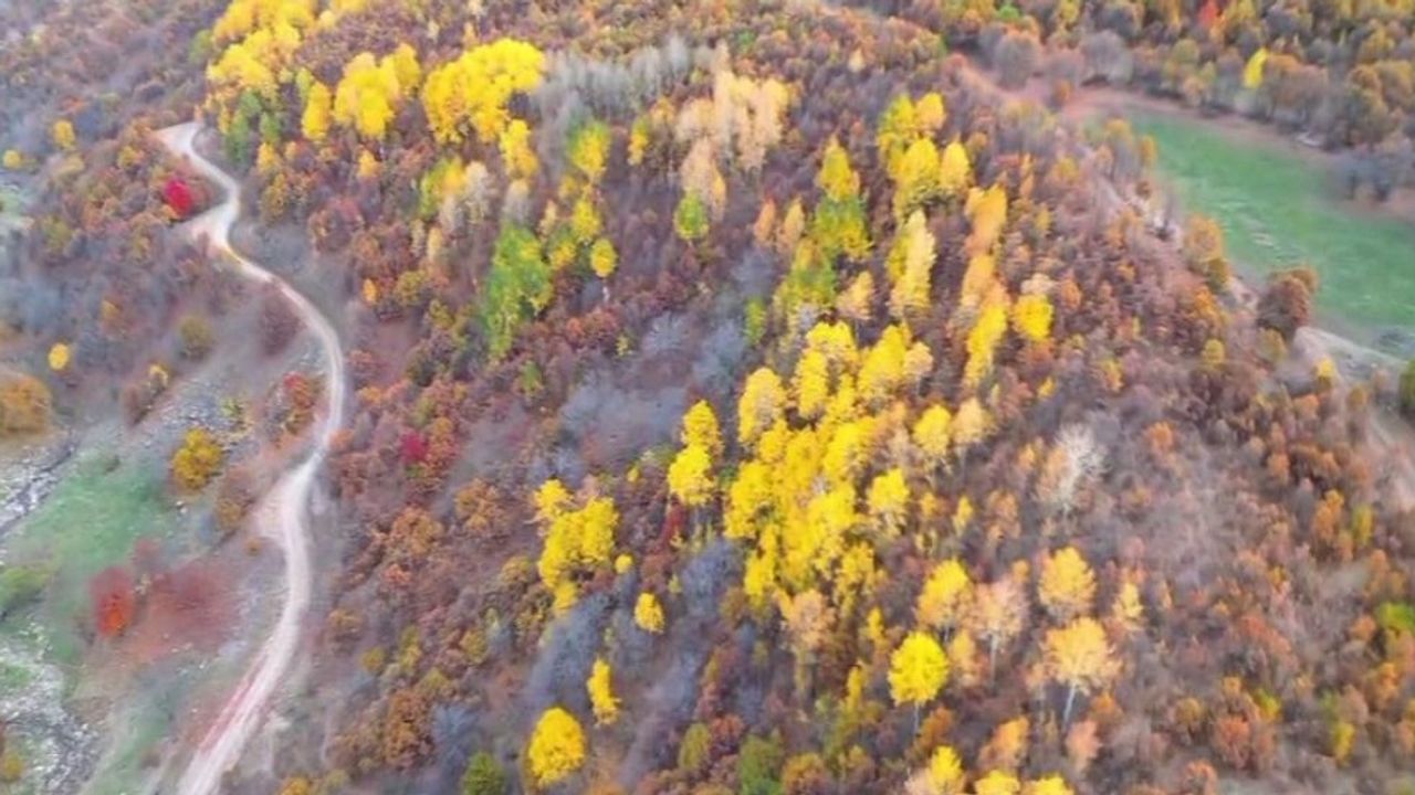 Bingöl’deki Ormanlık Alanlarda Renk Cümbüşü
