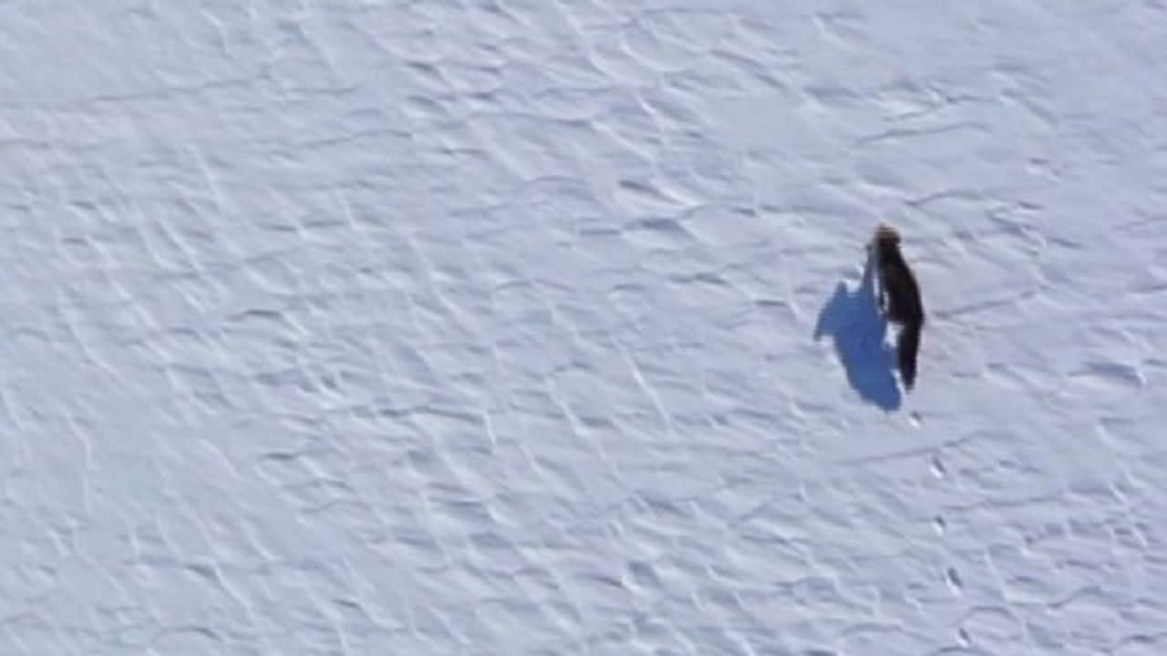 Kar Üstünde Yiyecek Arayan Tilki, Dron İle Görüntülendi