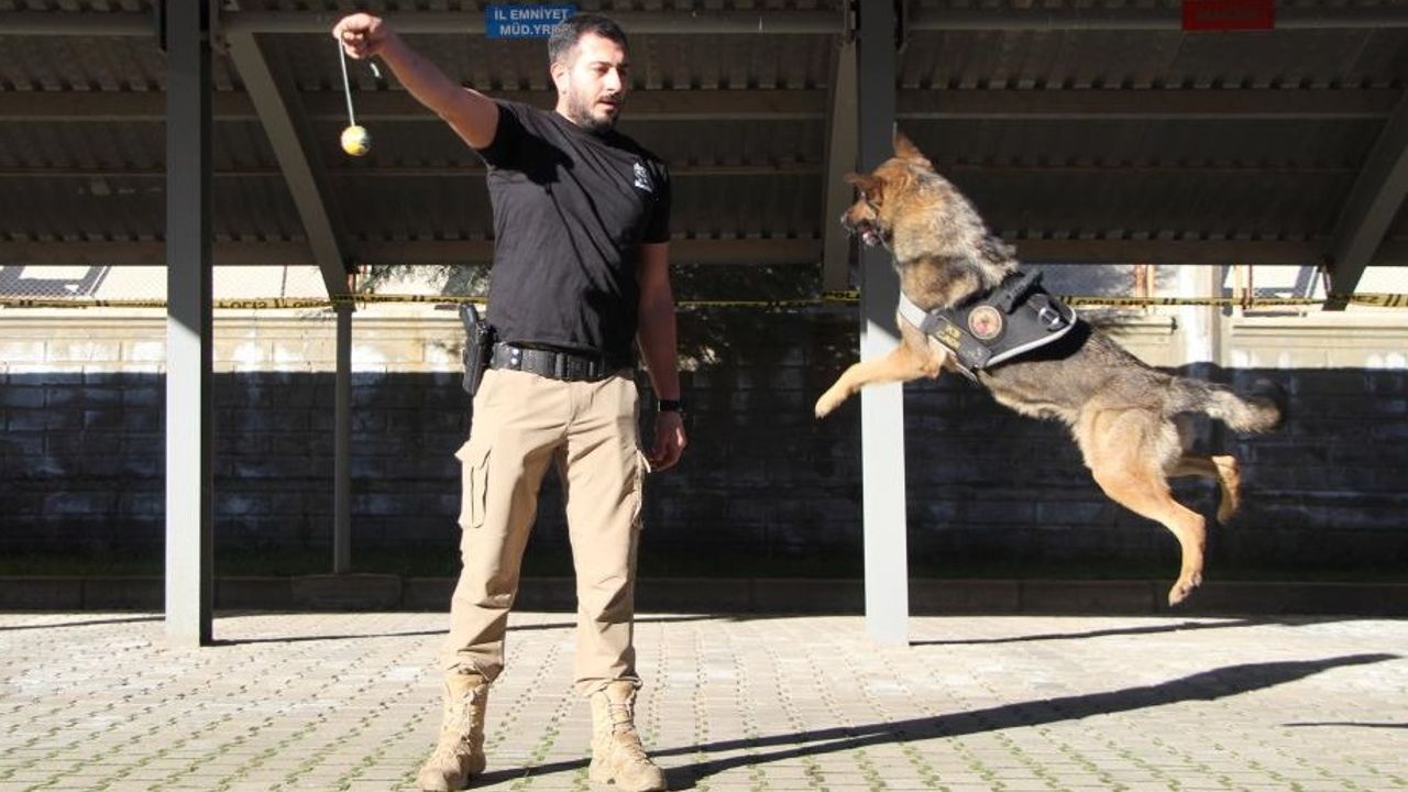 Polisin En Büyük Destekçisi Dedektör Köpekler