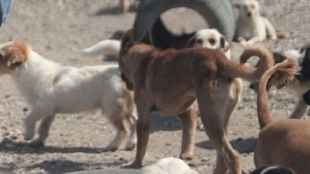 Güney Kore, köpek eti ticaretini yasaklayan yasayı kabul etti