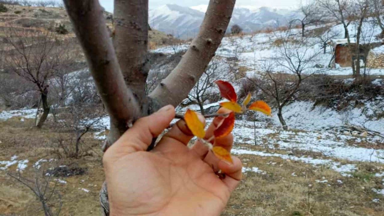 Elazığ’da elma ağacı mevsimleri şaşırdı, kış ayında yaprak verdi