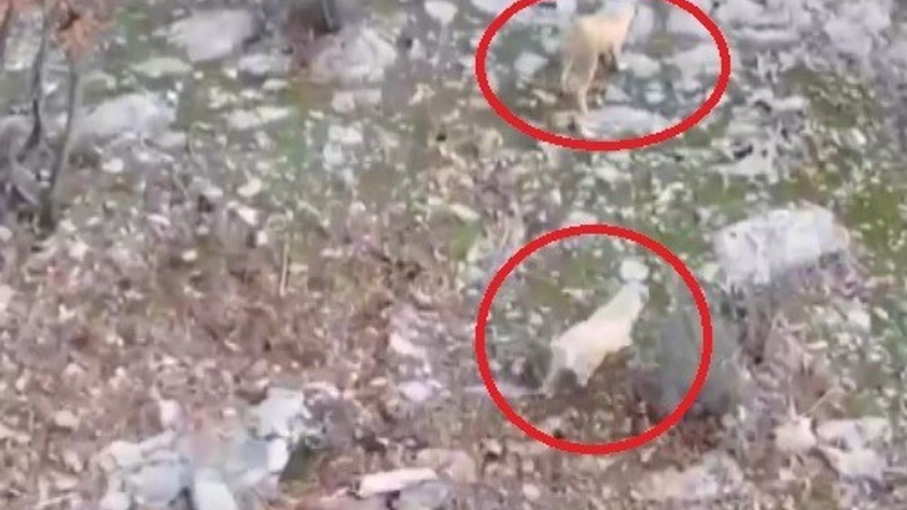 Köpeklerin domuz kovalamacası dron kamerasına yansıdı