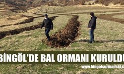 Bingöl’de Bal Ormanı Kuruldu