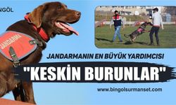 Jandarmanın En Büyük Yardımcısı "Keskin Burunlar"