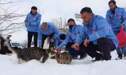 Yiyecek Bulmakta Zorlanan Hayvanları Beslediler