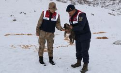 Sokak ve Yaban Hayvanları Unutulmadı