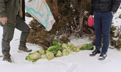 Yaban Hayatı İçin Doğaya Yem Bırakıldı