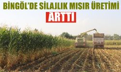 Bingöl’de Silajlık Mısır Üretimi Arttı
