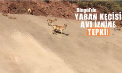 Bingöl'de Yaban Keçisi Avı İznine tepki!