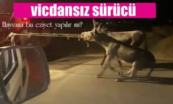 Vicdansız sürücü, traktörün arkasına bağladığı eşekleri sürükleyerek götürdü