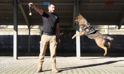 Polisin En Büyük Destekçisi Dedektör Köpekler