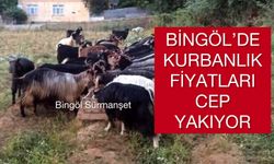 BİNGÖL’DE KURBAN FİYATLARI CEP YAKIYOR