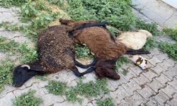Karlıova'da başıboş köpek sorunu büyüyor