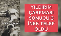 Yıldırım Çarpması Sonucu 3 İnek Telef Oldu