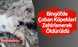 Bingöl’de Çoban Köpekleri Zehirlenerek Öldürüldü