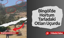 Bingöl’de Hortum Tarladaki Otları Uçurdu
