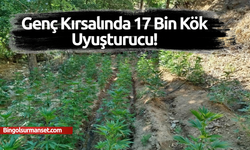 Genç Kırsalında 17 Bin Kök Uyuşturucu!