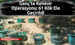 Genç’te Kenevir Operasyonu: 61 Kök Ele Geçirildi