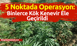 5 Noktada Operasyon: Binlerce Kök Kenevir Ele Geçirildi