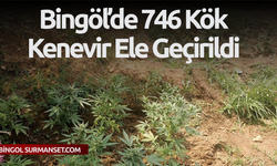 Bingöl'de 746 Kök Kenevir Ele Geçirildi