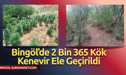 Bingöl’de 2 Bin 365 Kök Kenevir Ele Geçirildi