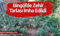 Bingöl’de Zehir Tarlası İmha Edildi