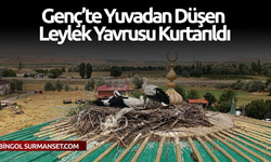 Genç’te Yuvadan Düşen Leylek Yavrusu Kurtarıldı