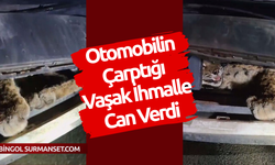 Otomobilin Çarptığı Vaşak İhmalle Can Verdi