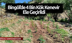 Bingöl’de 4 Bin Kök Kenevir Ele Geçirildi