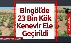 Bingöl’de 23 Bin Kök Kenevir Ele Geçirildi