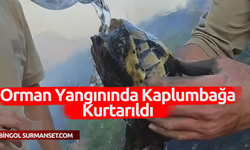 Orman Yangınında Kaplumbağa Kurtarıldı
