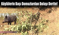 Köylülerin Başı Domuzlardan Dolayı Dertte!