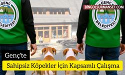Genç'te Sahipsiz Köpekler İçin Kapsamlı Çalışma