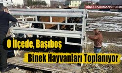 O İlçede Başıboş Binek Hayvanları Toplanıyor