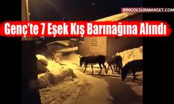 Genç’te 7 Eşek Kış Barınağına Alındı