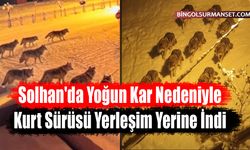 Solhan'da Yoğun Kar Nedeniyle Kurt Sürüsü Yerleşim Yerine İndi
