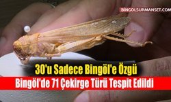 Bingöl'de 71 Çekirge Türü Tespit Edildi, 30'u Sadece Bingöl'e Özgü