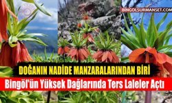 Bingöl'ün Yüksek Dağlarında Ters Laleler Açtı