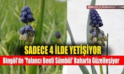 Bingöl'de 'Yalancı Benli Sümbül' Baharla Güzelleşiyor